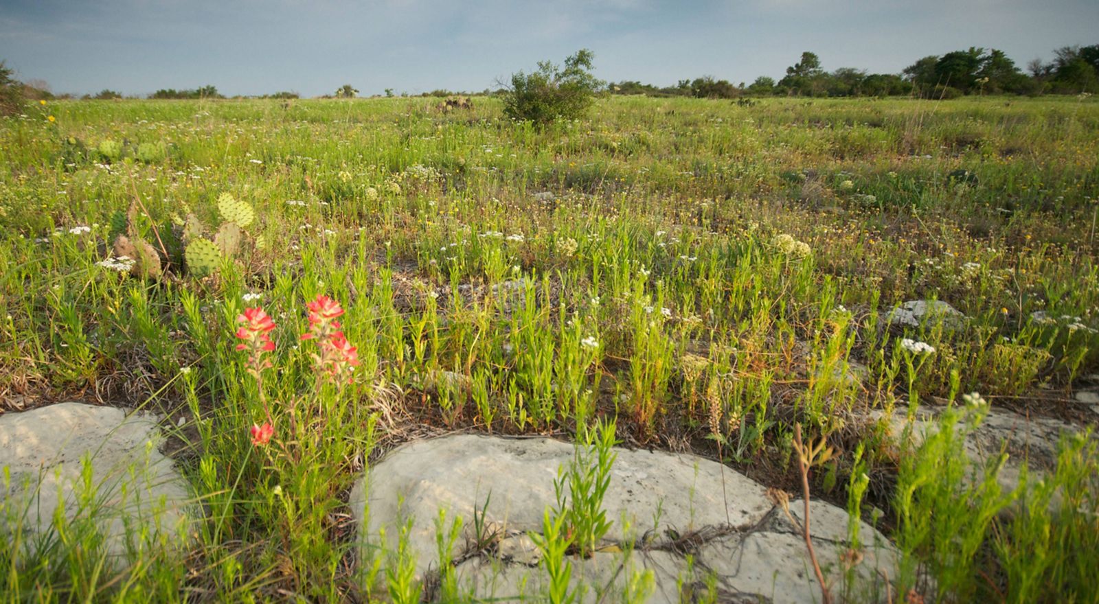 Landscape view of cactus and wildflowers at the Pontotoc Ridge Preserve.