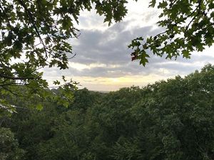 A pale yellow sunset framed by a leafy green forest canopy below and smaller branches above.
