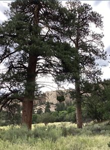 Two tall pine trees stand together in an open savanna habitat.