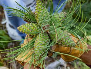 Five ponderosa pine cones on a single branch, which was collected during 2019, a mast seeding year in Colorado.