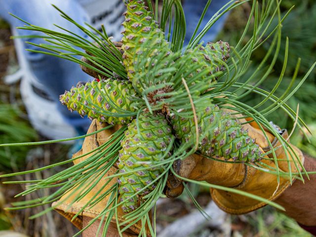 Five ponderosa pine cones on a single branch, which was collected during 2019, a mast seeding year in Colorado.