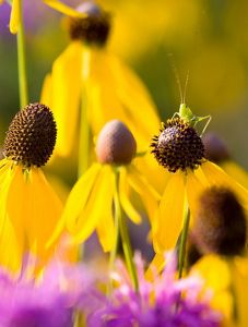 Longhorned grasshopper nymph on a yellow coneflower. 