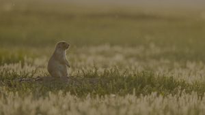 A prairie dog standing. 