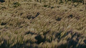 Winnett Grass