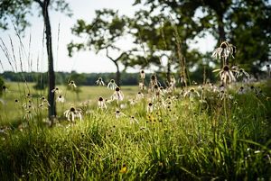 Pale purple coneflowers in whimsical lighting.