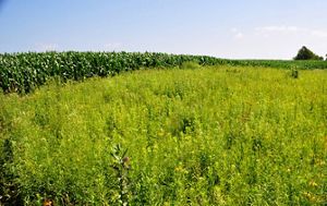 Grassy prairie strips were planted next to a corn crop.