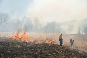Smoke and fire dominate an open prairie, dominated by trees, where conservation professionals implement a burn.
