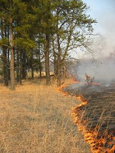 A prescribed fire burns along the edge of a forest.