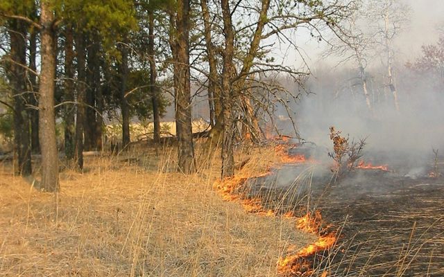 A controlled fire progressing in a line towards a stand of trees.