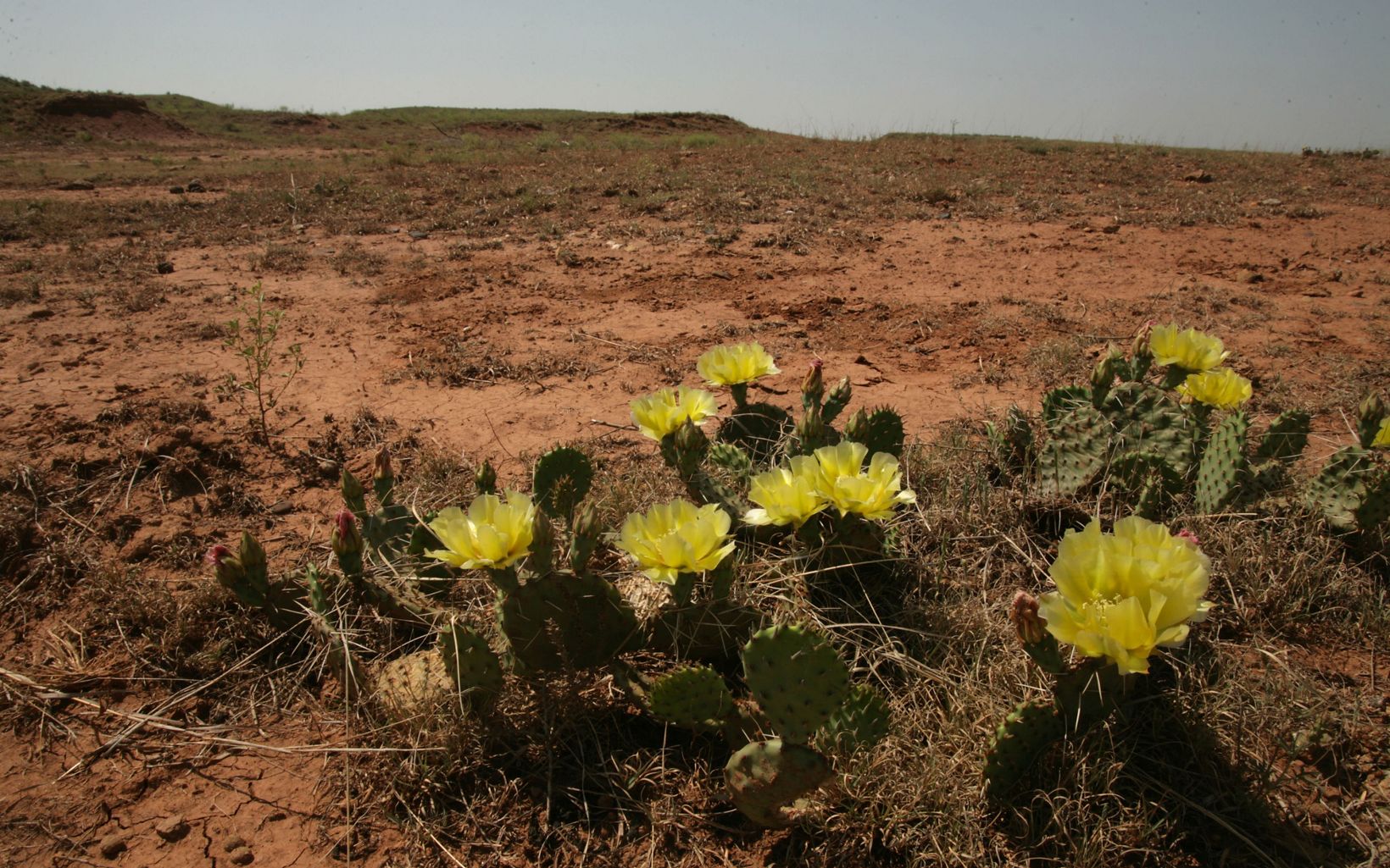 
                
                  Prickly Pear There are more than 500 native plant species in the Red Hills.
                  © Jenni Bidner / Meleda Wegner Lowry
                
              