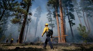 A firefighter with yellow shirt, helmet and ax walks through a forest. 