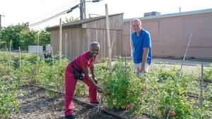 A man and a woman smile at the camera as they tend to tomato plants in an urban garden.
