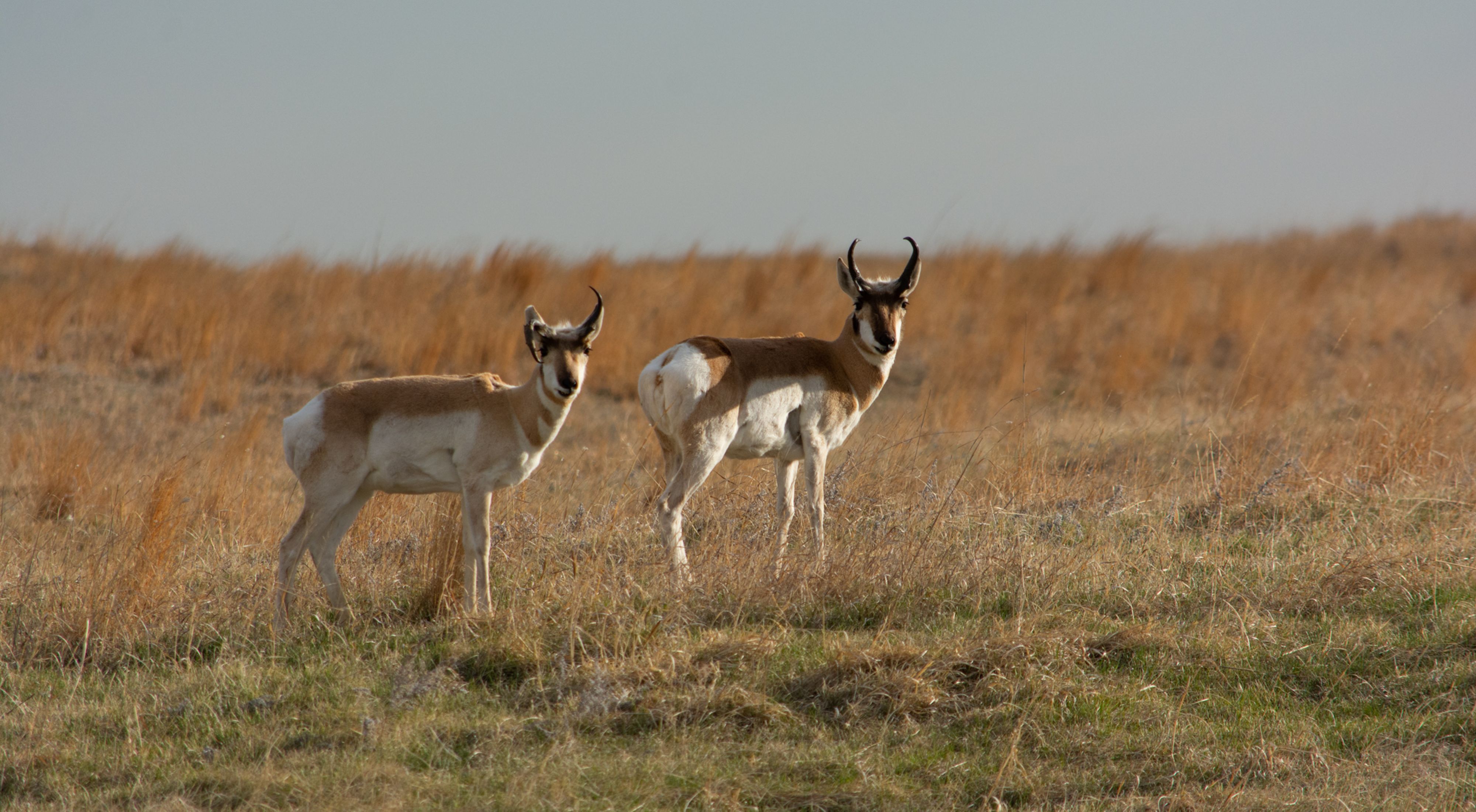 sometimes called antelope, this uniquely North American mammal still plays on the range in western Kansas.