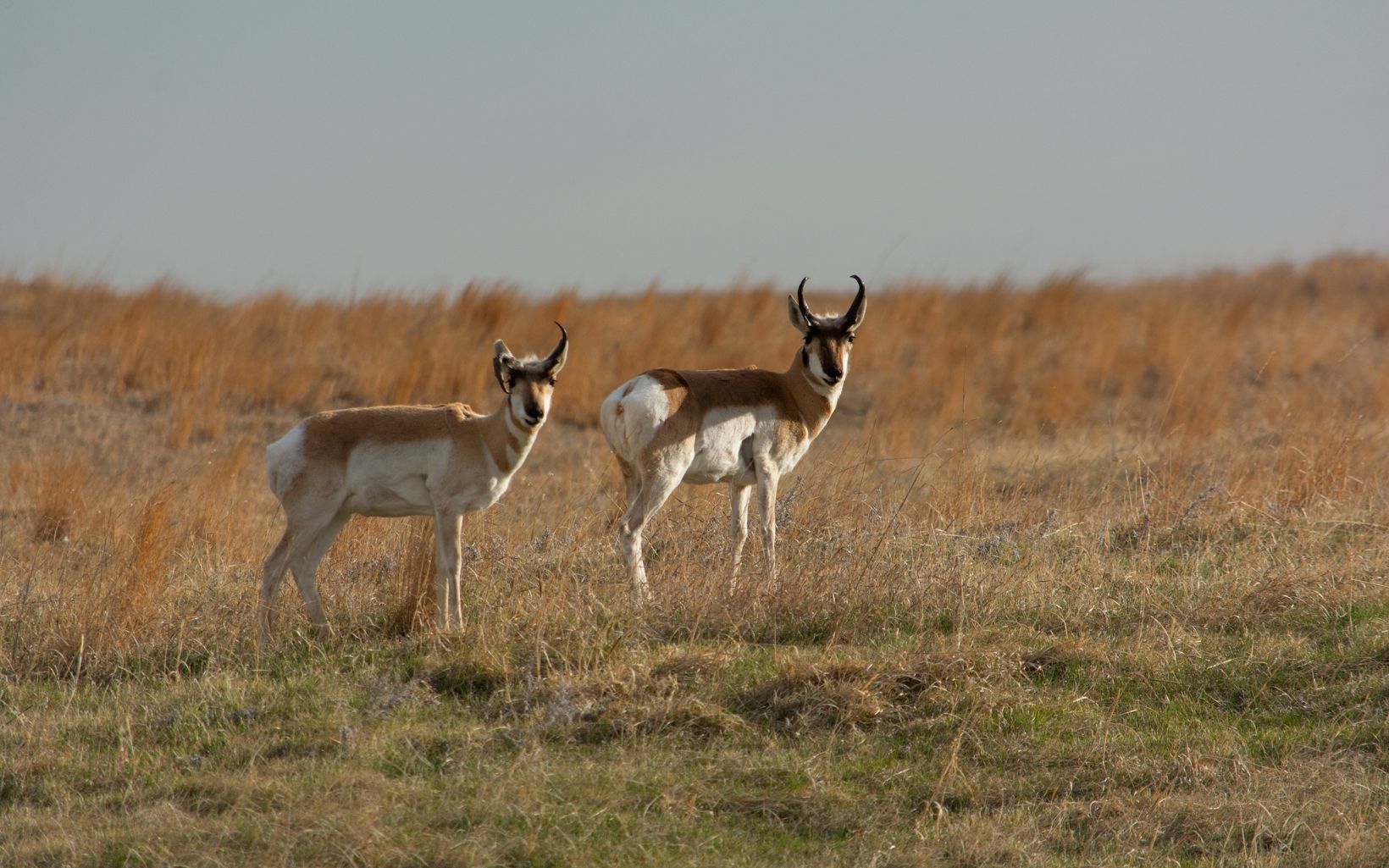 
                
                  Pronghorn Sometimes called antelope, the pronghorn is a uniquely North American mammal that still plays on the range in western Kansas.
                  © Bob Gress
                
              