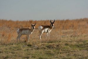 Two pronghorn antelope standing in the Niobrara Valley Preserve they help maintain by grazing activity that ensures balance in the prairie ecosystem as the climate changes.