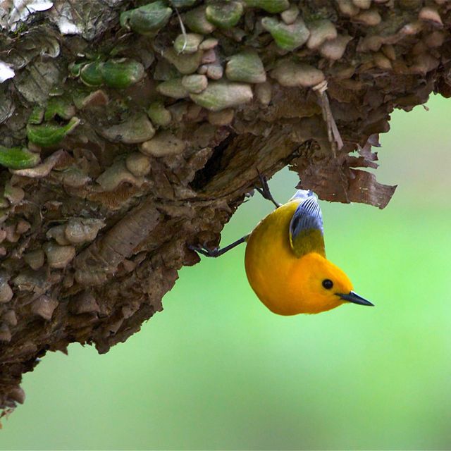 Yellow warbler perched on underside of tree.