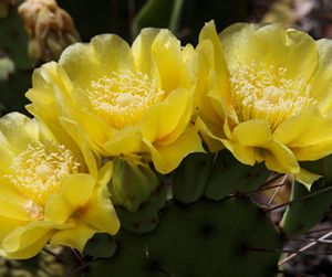 Closeup of the yellow flowers of a prickly pear cactus.