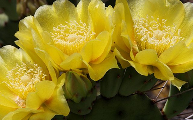 Closeup of the yellow flowers of a prickly pear cactus.