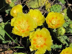 Prickly Pear.