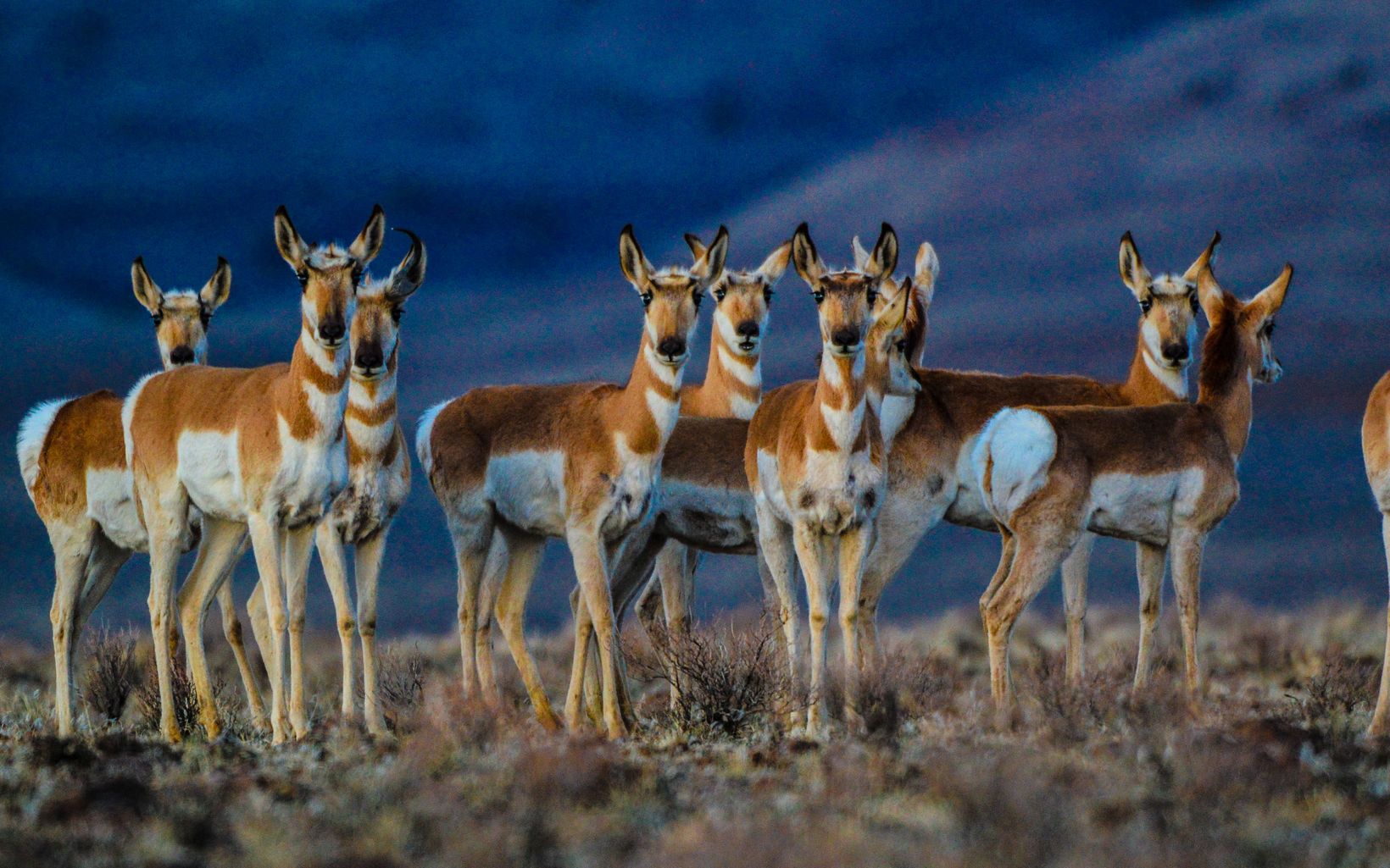 Diverse wildlife Pronghorn antelope are often found in and around the ranch © Chip Carroon/TNC