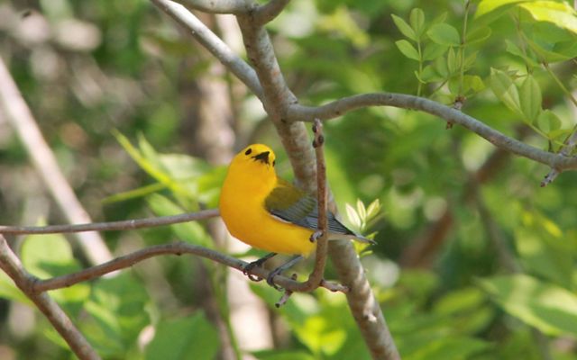 A bright yellow songbird with gray and black wings perches on a tree branch.