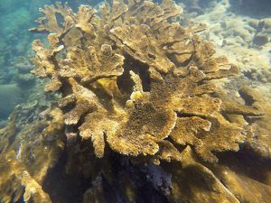 corales cuerno de alce en Puerto Rico