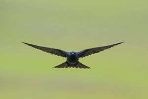 A male purple martin is flying with its wings spread wide. 