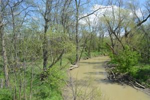Muddy stream runs through forested corridor.