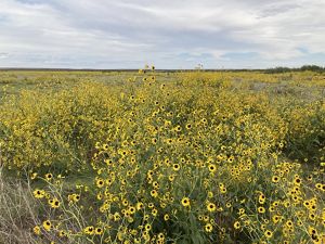 An expanse of green marsh filled with bright yellow flowers near coastal waters.