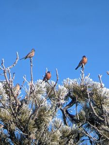 Three birds are perched on top of a snowy tree.