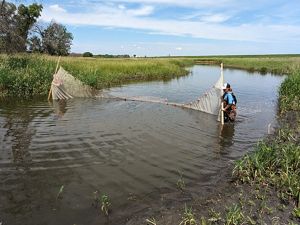 Scientists are sampling wildlife in a restored oxbow wetland with a sizeable sein net.