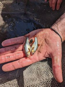a hand with two small silver fish in it.