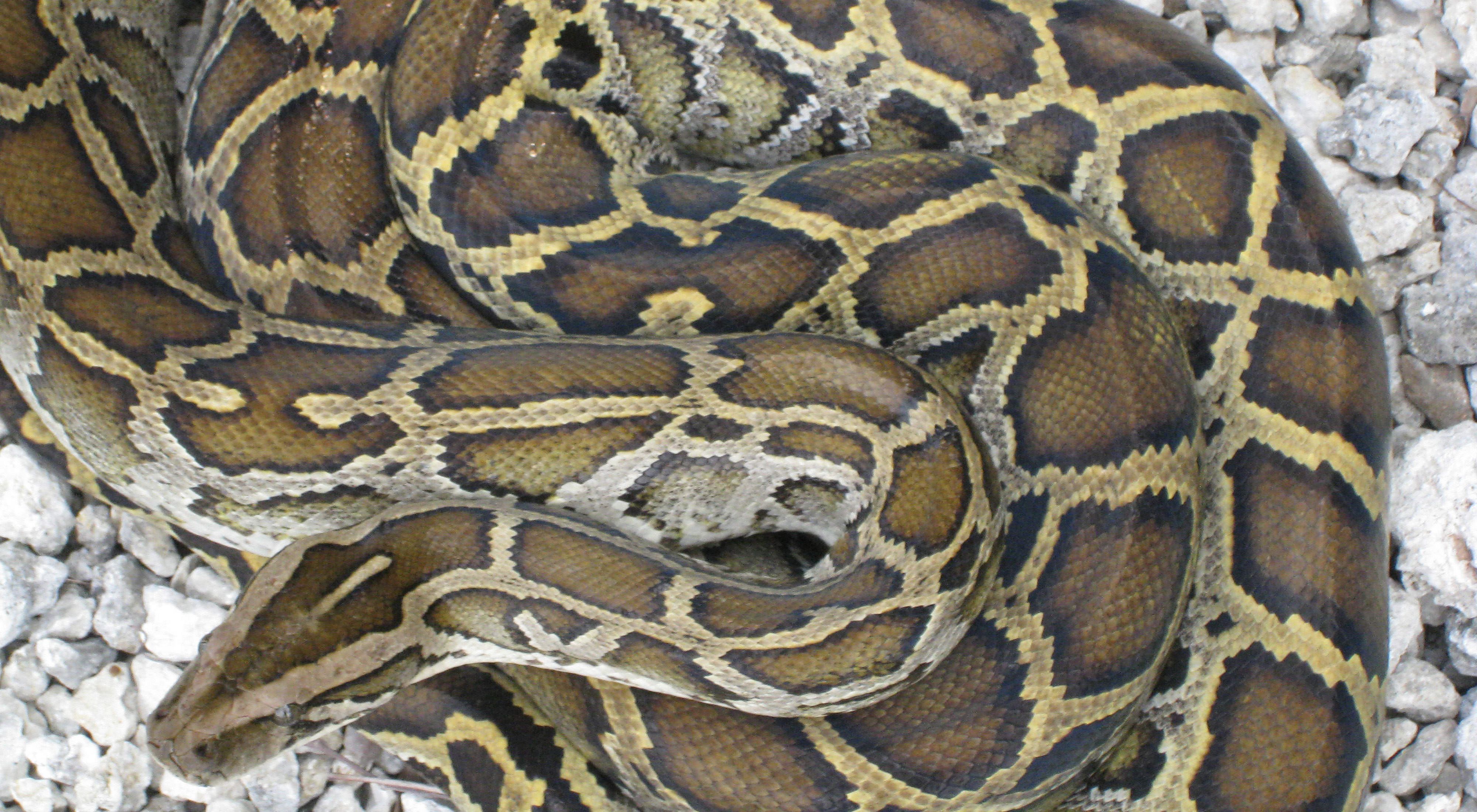 A close look at a coiled Burmese python snake showing dark brown and gold scales.