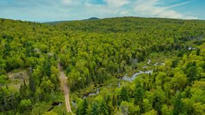 Aerial view of a forest of trees in the Keweenaw with a winding river and dirt road running through it. 