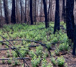 Small leafy green plants carpet the forest floor among blackened tree trunks.