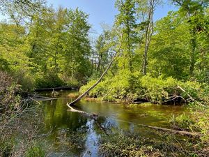 A small river winds around a sunny bend, with leafy green forest on both sides.