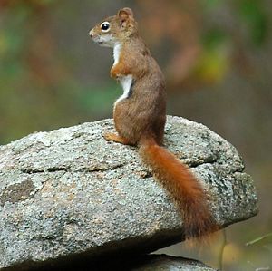 A red squirrel sits upright on a small rock.