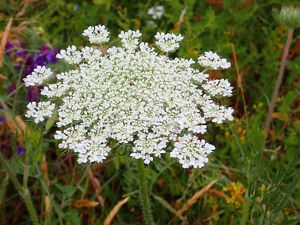A large white Queen Anne's lace flower is growing in a field. 