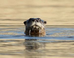 A river otter poking his head out of the water.