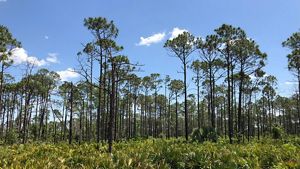 Pine flatwoods over a saw palmetto-wiregrass understory.