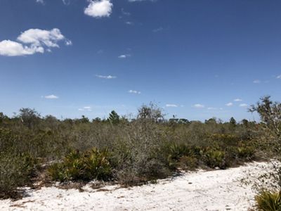 Sandy ground, shrubby plants and a bright blue sky.