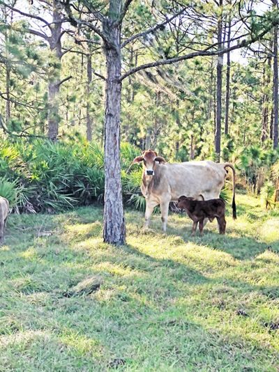 Cow and calf.