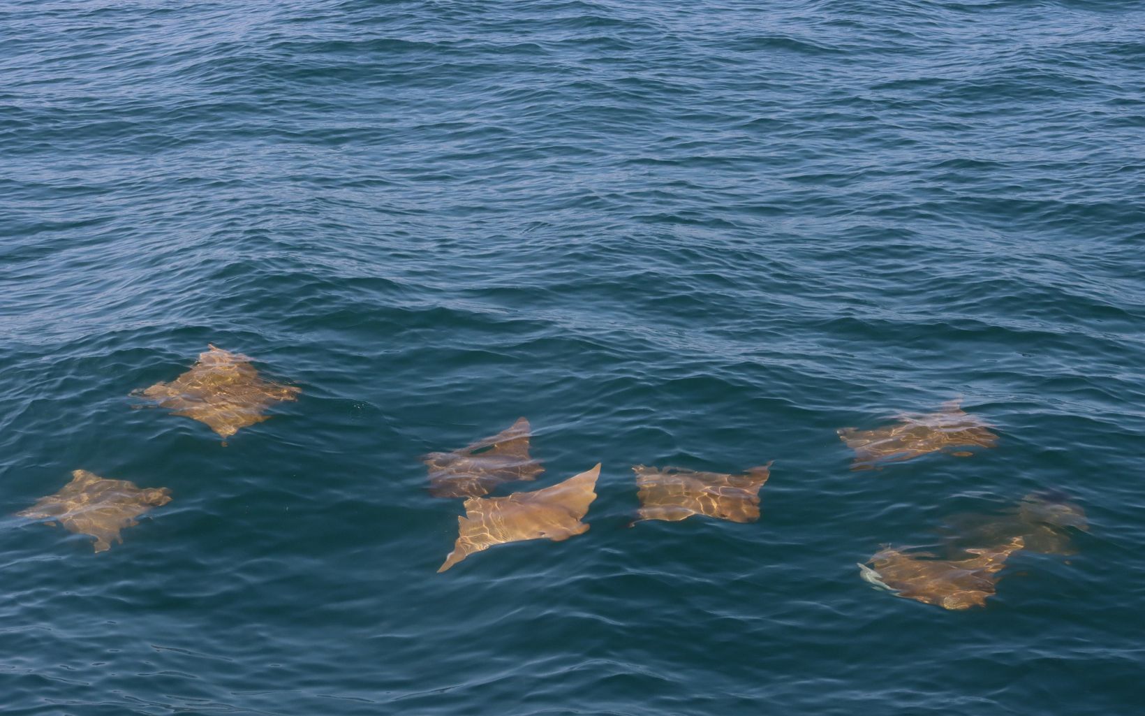 Cownose Rays Although rays aren't sharks, they play a role in sharks' diets.  Cownose rays give birth to their young in bays and estuaries, and may end up as a shark's meal! © Cape May Whale Watch and Research Center