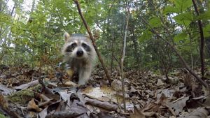 Raccoon 