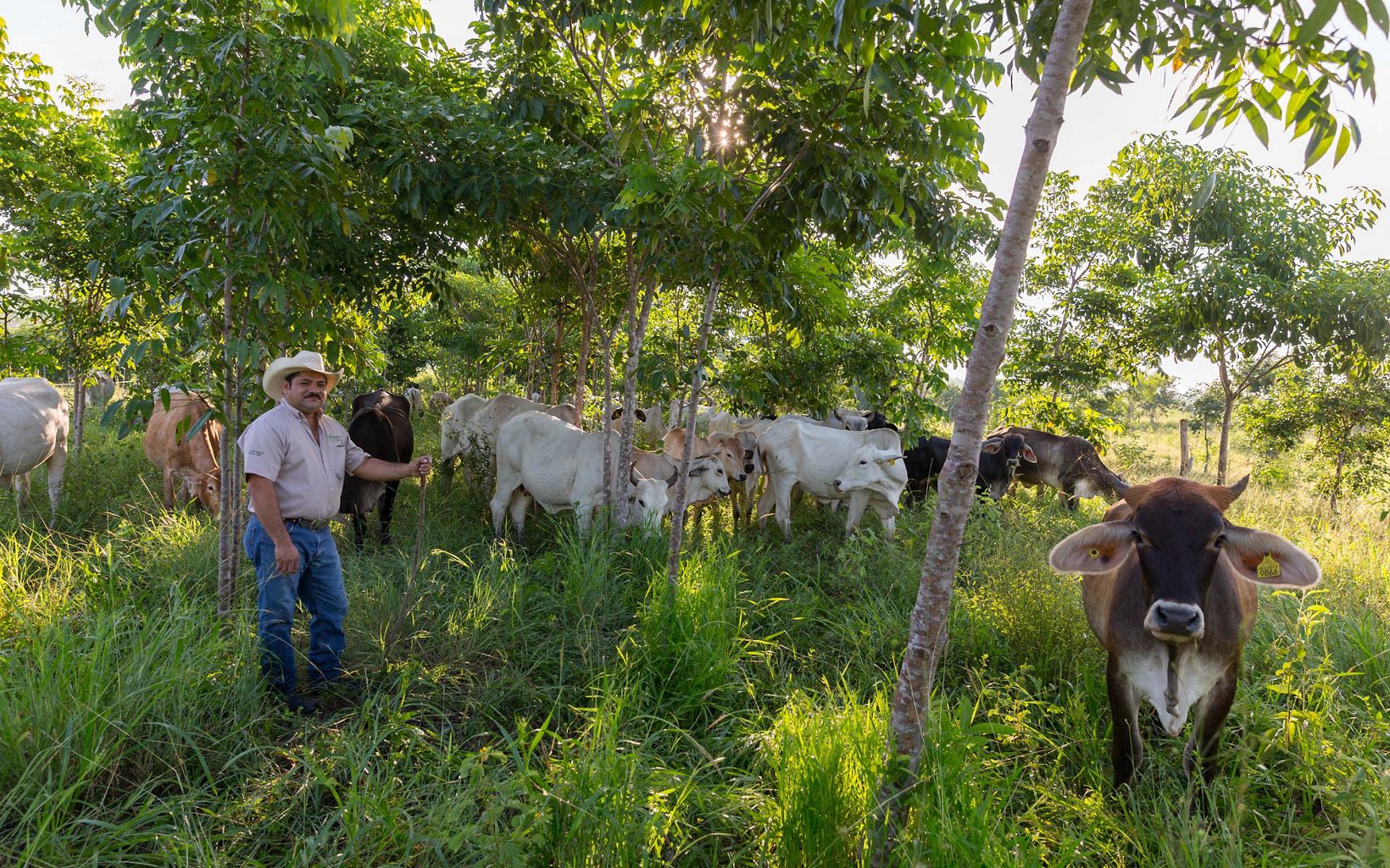 Silvopastoral practices Rancher Jose Palomo stands under the shade trees in his "silvopastoral" pasture at his ranch Los Potrillos in Becanchen, Yucatan, Mexico. © Erich Schlegel