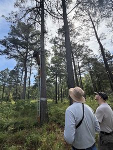 Two men staring up at a tree.