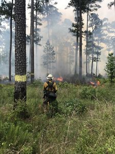  A man overlooks a prescribed fire.