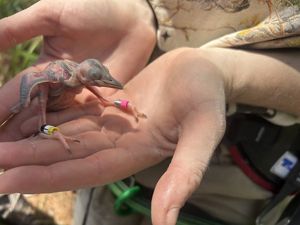 Baby woodpecker being held in hands.