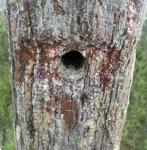 Cavity insert in a tree.
