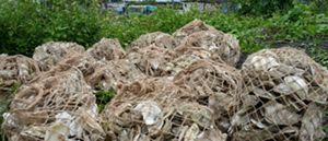 Oyster shells in twine bags are stacked up